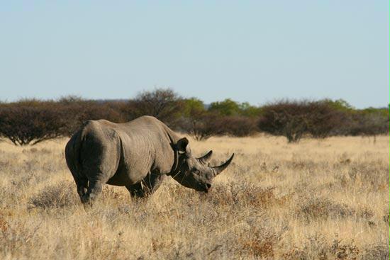 Black Rhino, Etosha, Namibia